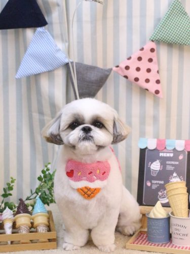 20250504みたらしちゃん